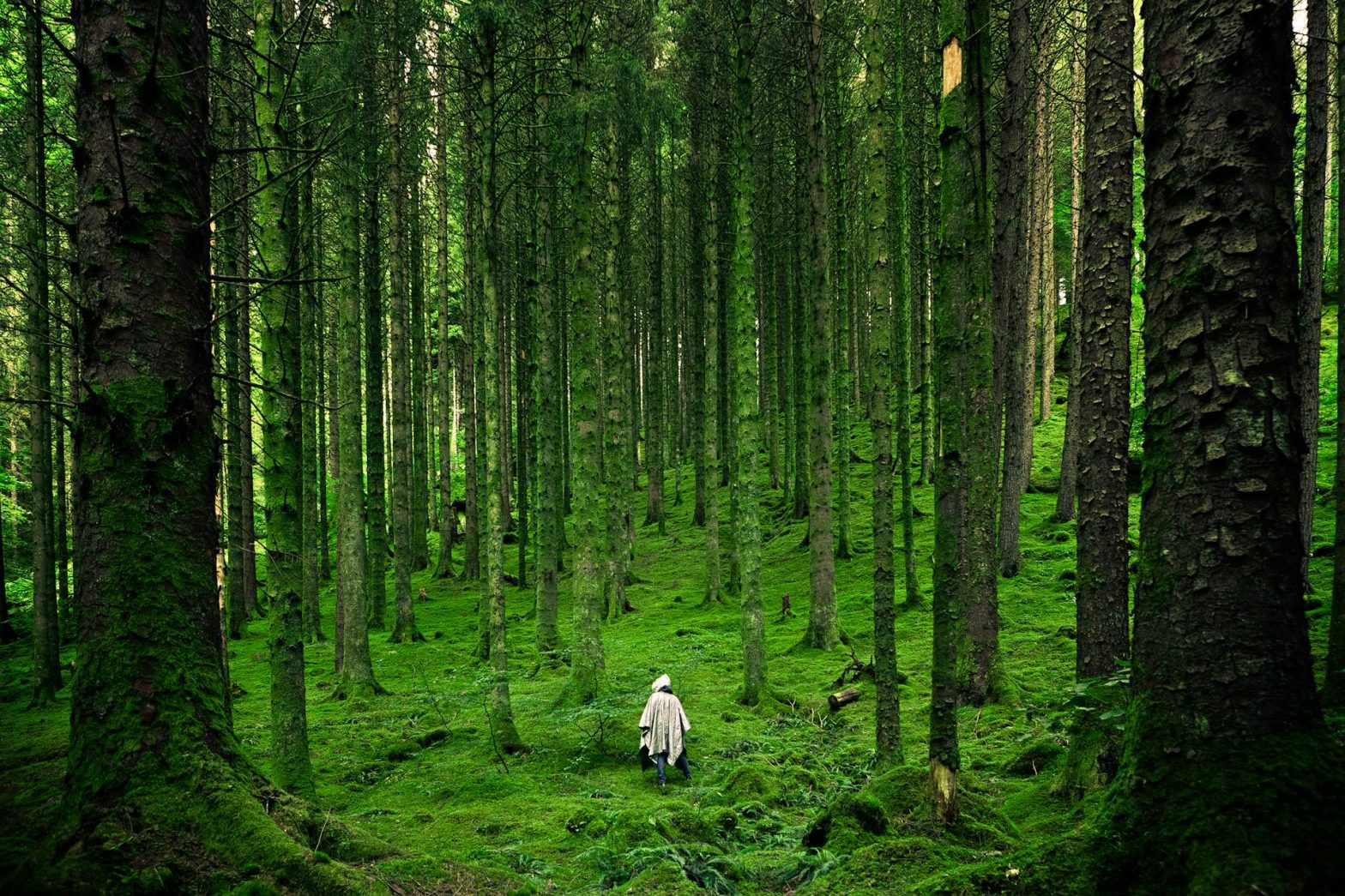 en person som går ute i skogen
